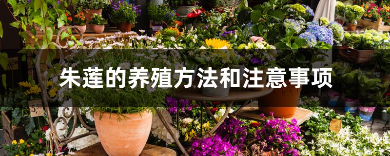 朱莲的养殖方法和注意事项 朱莲的养殖方法和注意事项