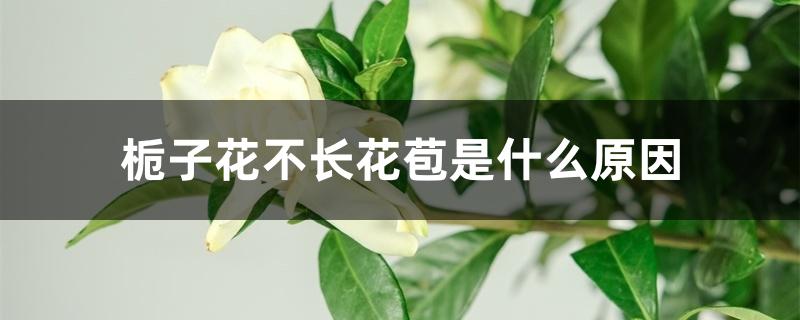 栀子花不长花苞是什么原因 栀子花不长花苞是什么原因