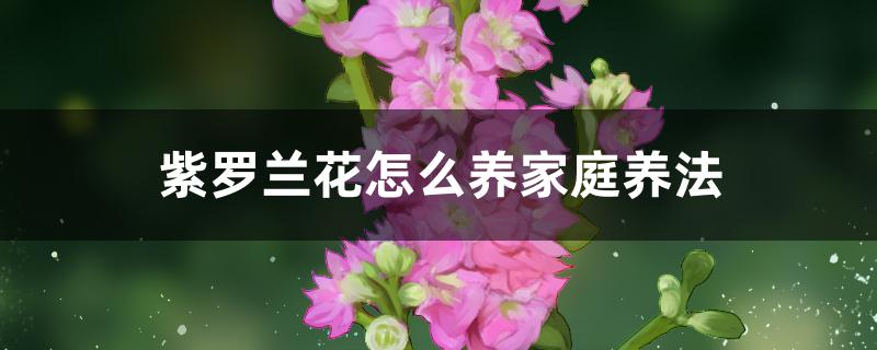 紫罗兰花怎么养家庭养法 紫罗兰花怎么养家庭养法