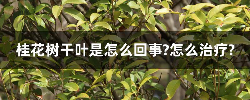 桂花树干叶是怎么回事?怎么治疗? 桂花树干叶是怎么回事?怎么治疗?