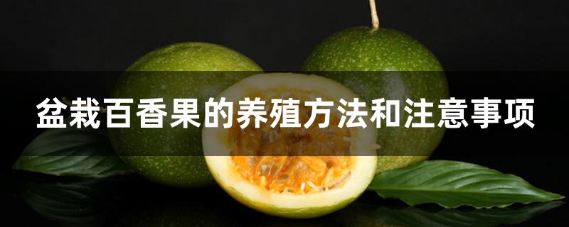 盆栽百香果的养殖方法和注意事项 盆栽百香果的养殖方法和注意事项