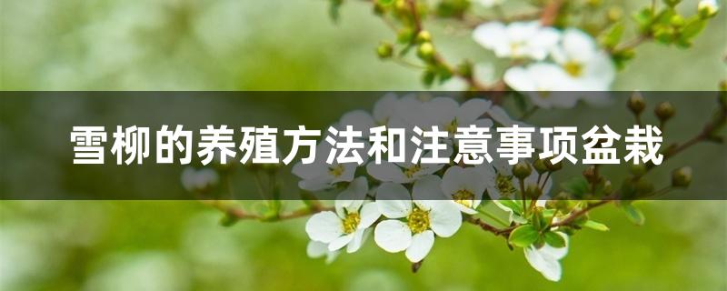雪柳的养殖方法和注意事项盆栽 雪柳的养殖方法和注意事项盆栽