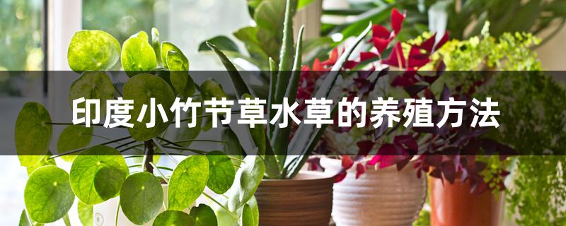 印度小竹节草水草的养殖方法 印度小竹节草水草的养殖方法