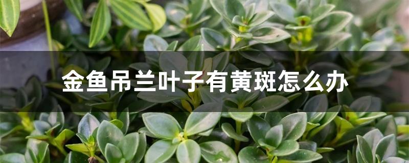 金鱼吊兰叶子有黄斑怎么办 金鱼吊兰叶子有黄斑怎么办