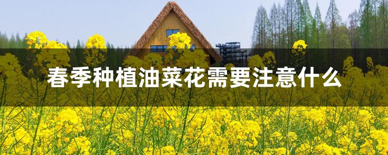 春季种植油菜花需要注意什么 春季种植油菜花需要注意什么
