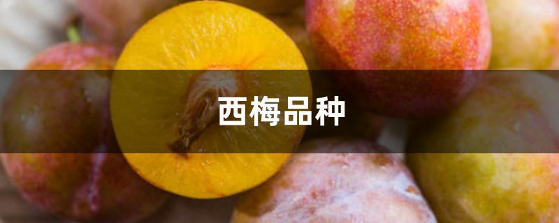西梅品种 西梅品种