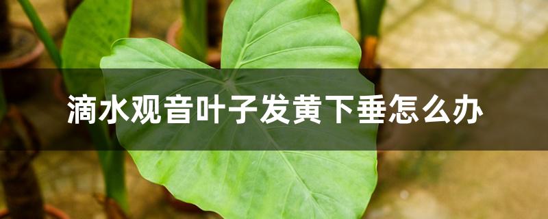 滴水观音叶子发黄下垂怎么办 滴水观音叶子发黄下垂怎么办
