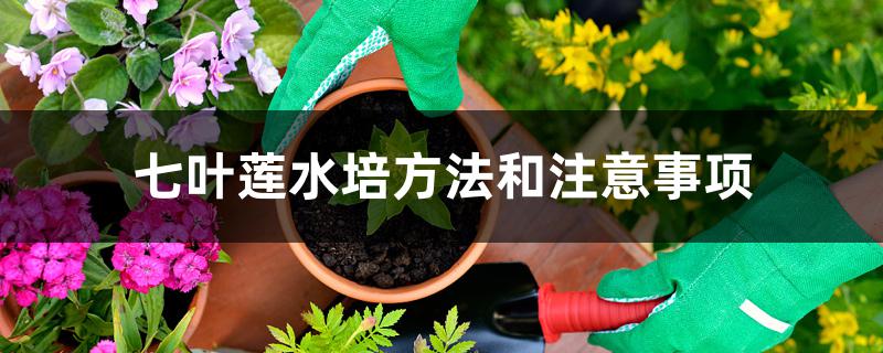 七叶莲水培方法和注意事项 七叶莲水培方法和注意事项