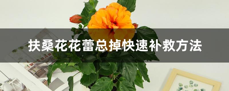 扶桑花花蕾总掉快速补救方法 扶桑花花蕾总掉快速补救方法