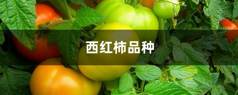 西红柿品种 西红柿品种