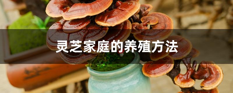 灵芝家庭的养殖方法