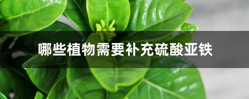 哪些植物需要补充硫酸亚铁 哪些植物需要补充硫酸亚铁