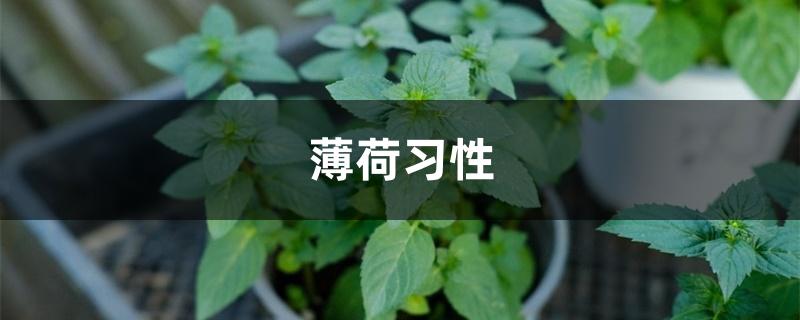 薄荷习性 薄荷习性