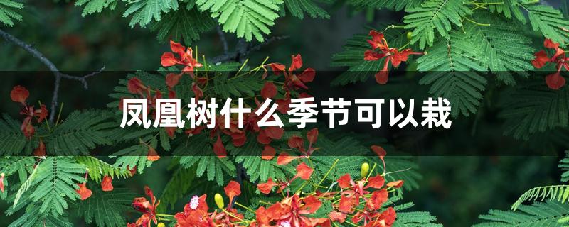 凤凰树什么季节可以栽 凤凰树什么季节可以栽