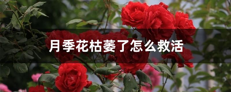 月季花枯萎了怎么救活 月季花枯萎了怎么救活