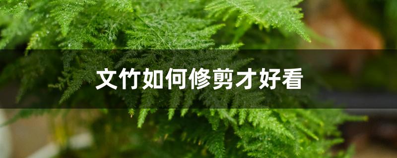 文竹如何修剪才好看 文竹如何修剪才好看