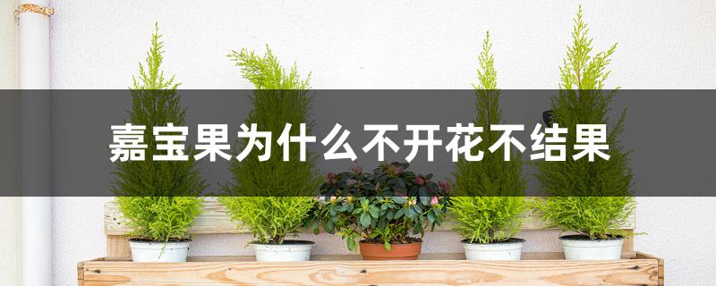 嘉宝果为什么不开花不结果 嘉宝果为什么不开花不结果