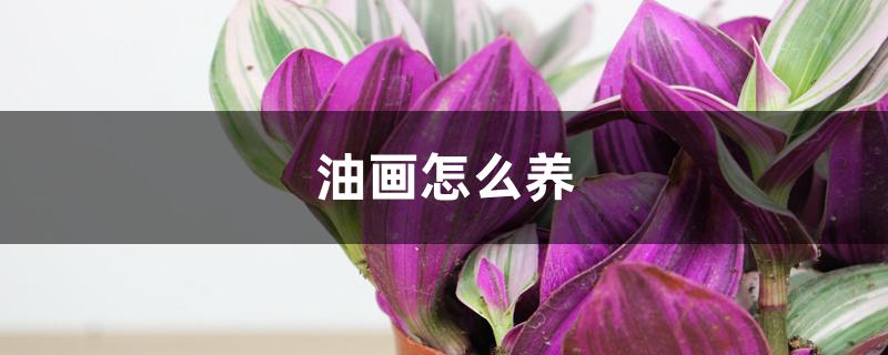 油画怎么养 油画怎么养