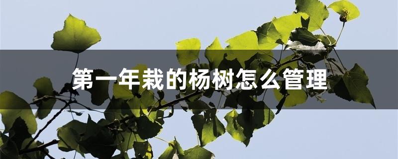 第一年栽的杨树怎么管理 第一年栽的杨树怎么管理