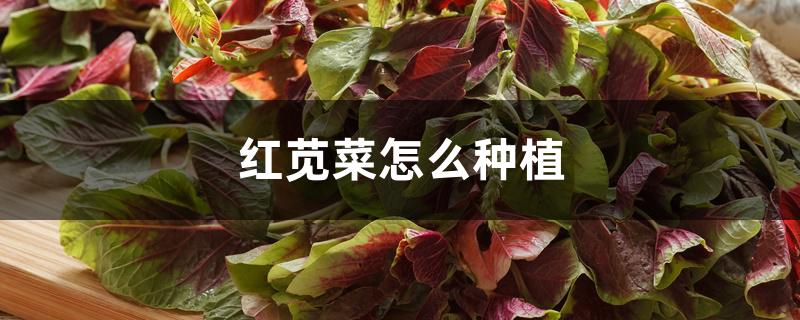 红苋菜怎么种植 红苋菜怎么种植