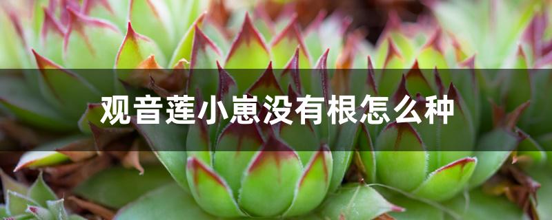 观音莲小崽没有根怎么种 观音莲小崽没有根怎么种