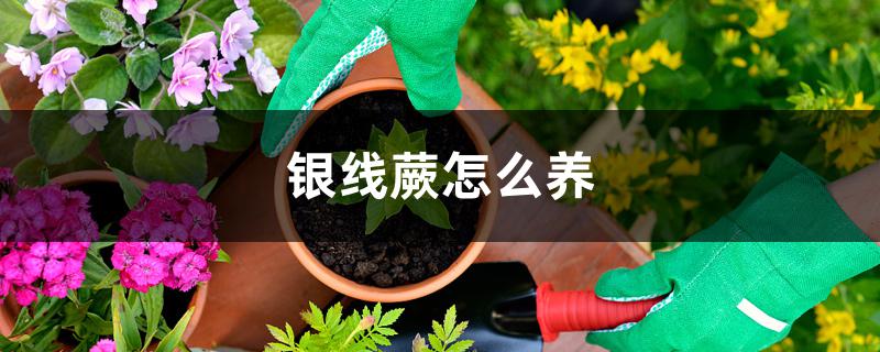 银线蕨怎么养 银线蕨怎么养