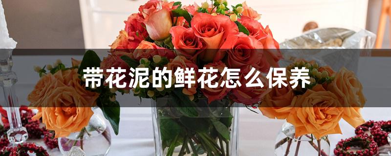 带花泥的鲜花怎么保养 带花泥的鲜花怎么保养