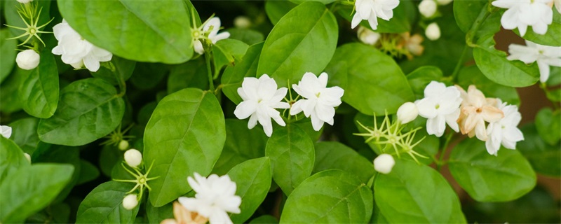 茉莉花可以放在卧室吗 茉莉花可以放在卧室吗