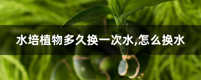 水培植物多久换一次水,怎么换水 水培植物多久换一次水,怎么换水