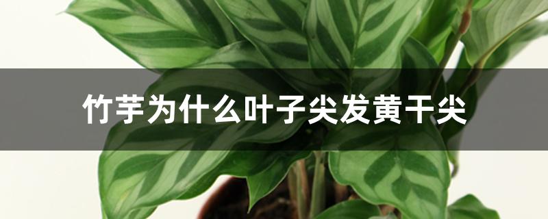 竹芋为什么叶子尖发黄干尖 竹芋为什么叶子尖发黄干尖