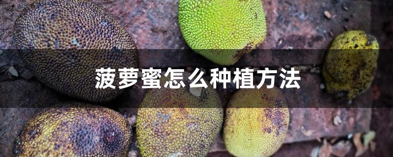 菠萝蜜怎么种植方法 菠萝蜜怎么种植方法