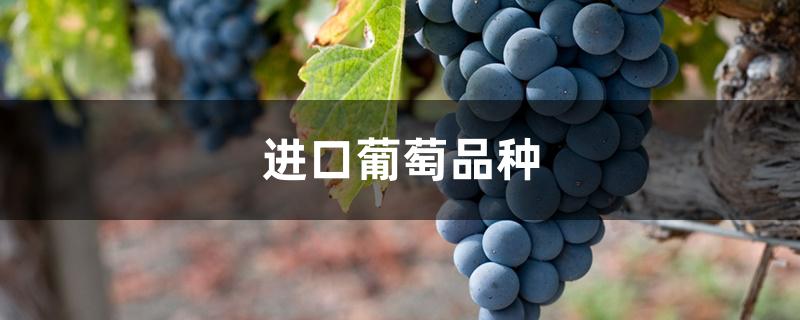 进口葡萄品种 进口葡萄品种