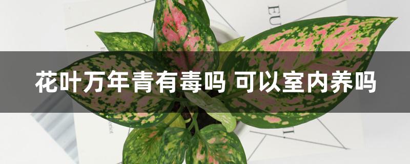 花叶万年青有毒吗 可以室内养吗 花叶万年青有毒吗 可以室内养吗