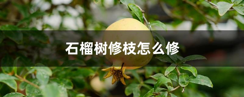 石榴树修枝怎么修 石榴树修枝怎么修