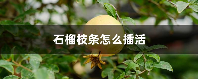 石榴枝条怎么插活 石榴枝条怎么插活