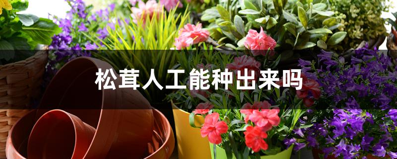 松茸人工能种出来吗 松茸人工能种出来吗