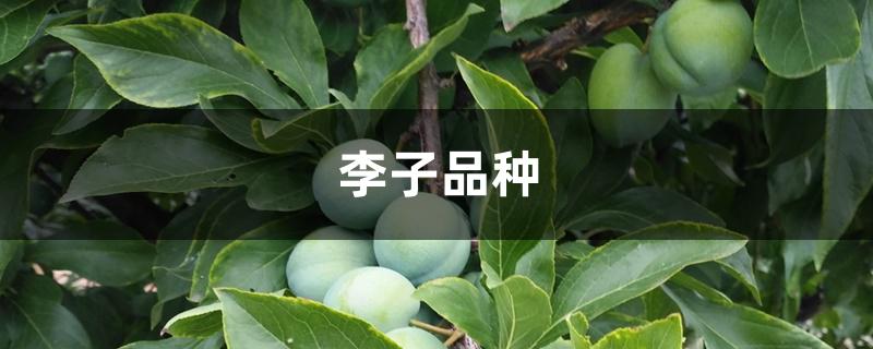 李子品种 李子品种