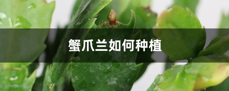 蟹爪兰如何种植 蟹爪兰如何种植