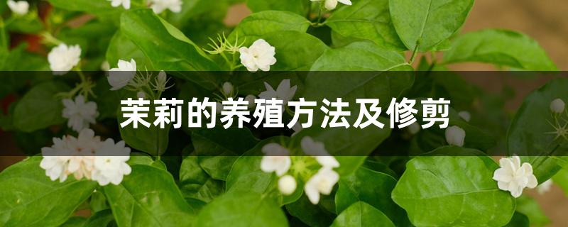 茉莉的养殖方法及修剪 茉莉的养殖方法及修剪