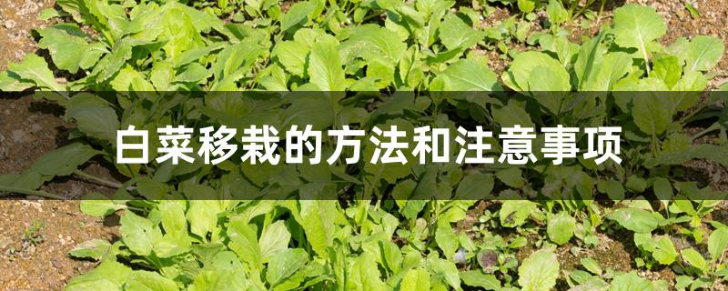 白菜移栽的方法和注意事项 白菜移栽的方法和注意事项