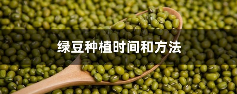 绿豆种植时间和方法 绿豆种植时间和方法