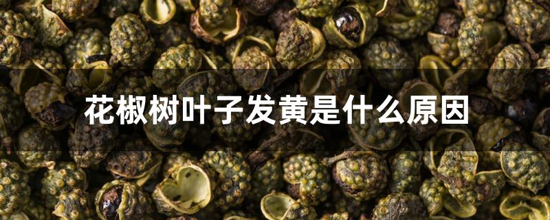 花椒树叶子发黄是什么原因 花椒树叶子发黄是什么原因
