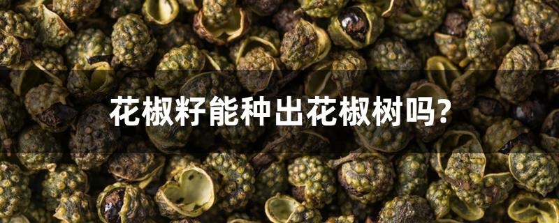 花椒籽能种出花椒树吗? 花椒籽能种出花椒树吗?