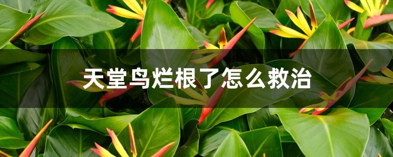 天堂鸟烂根了怎么救治 天堂鸟烂根了怎么救治