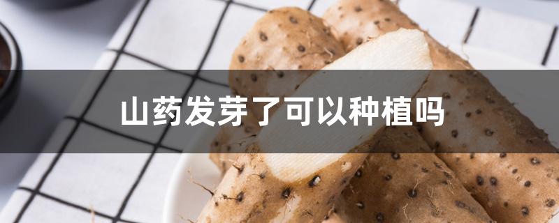 山药发芽了可以种植吗 山药发芽了可以种植吗
