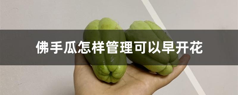 佛手瓜怎样管理可以早开花 佛手瓜怎样管理可以早开花