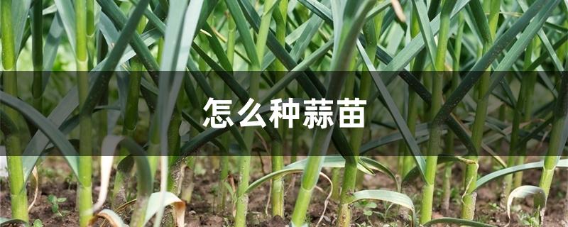 怎么种蒜苗 怎么种蒜苗