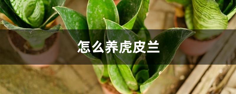 怎么养虎皮兰 怎么养虎皮兰