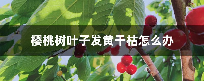 樱桃树叶子发黄干枯怎么办 樱桃树叶子发黄干枯怎么办