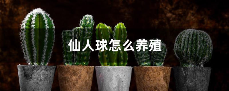 仙人球怎么养殖 仙人球怎么养殖